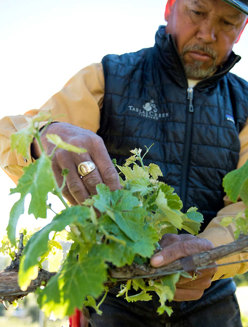 Tablas Creek crew foreman Pedro Espinoza shoot thinning. (Courtesy Tablas Creek Vineyard)