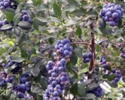 Photo courtesy Penn State Extension Mid-Atlantic blueberry growers wanted for survey Penn State Extension is conducting a survey to better understand pollination needs for blueberries in the Mid-Atlantic region. The survey takes about 2 to 3 minutes and is available for blueberry growers until Sept. 1.