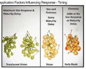 The chart shows the different responses to Gibberellins A3 depending on application timing, From a cherry fruit school presentation by Bryon Phillips of Valent USA. (Courtesy Valent USA)