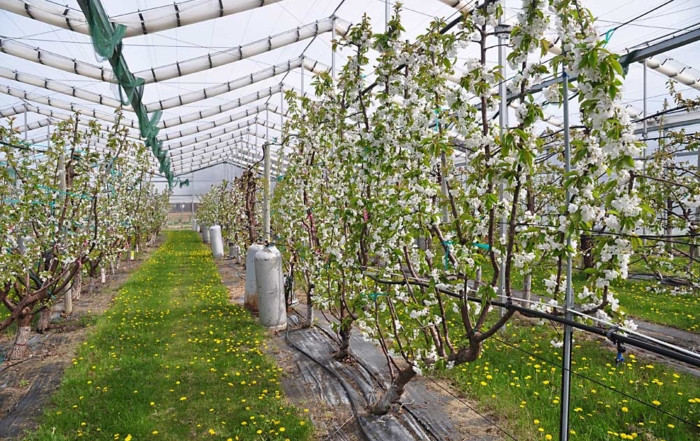 Michigan State University's retractable roof system over a cherry orchard at the Clarksville Research Center in Clarksville, Michigan on April 19, 2017. (Courtesy Gregory Lang/Michigan State University)