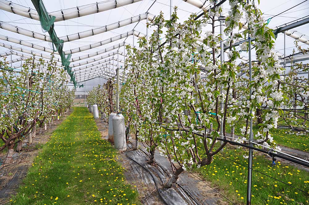 Michigan State University's retractable roof system over a cherry orchard at the Clarksville Research Center in Clarksville, Michigan on  April 19, 2017. (Courtesy Gregory Lang/Michigan State University)