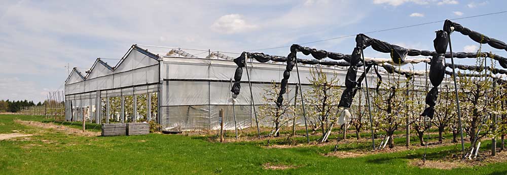 Michigan State University's retractable roof system over a cherry orchard at the Clarksville Research Center in Clarksville, Michigan on May 5, 2019. (Courtesy Gregory Lang/Michigan State University)