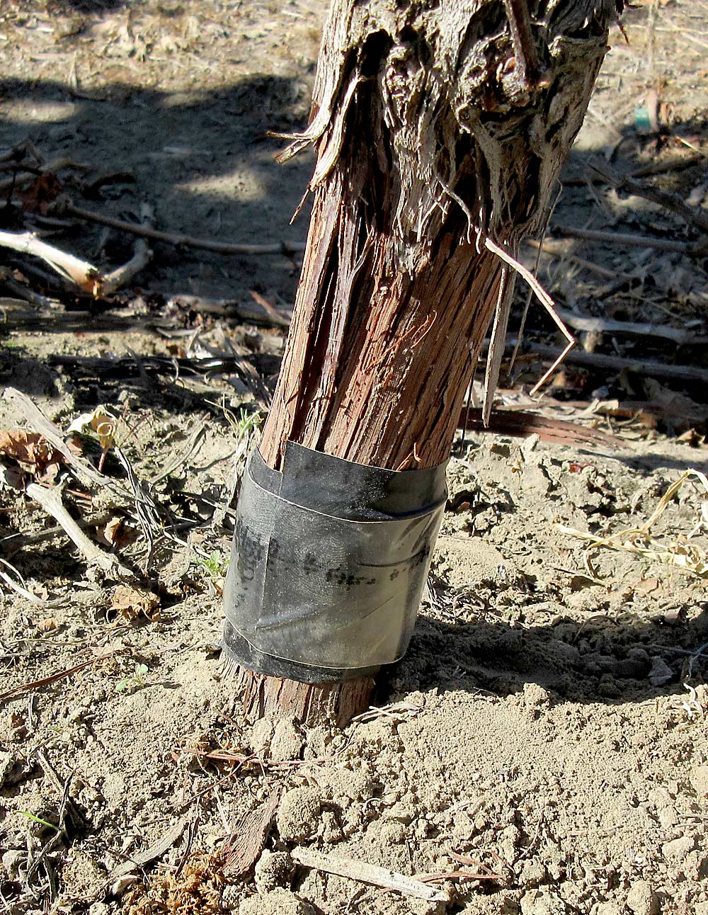 Doug Walsh deploys a two-sided sticky tape trap (electrical tape and sticky tape wrapped around the base of a grapevine trunk) to look for phylloxera crawlers climbing above ground. He has used this method in the past to monitor for scale and grape mealybug crawlers in the canopy in the spring. (Courtesy Doug Walsh)