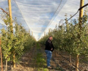 A look at the new Smart Orchard location, a 30-acre block of WA 38 apples on a fruiting wall and under shade netting near Mattawa, Washington. (Courtesy Washington State University)