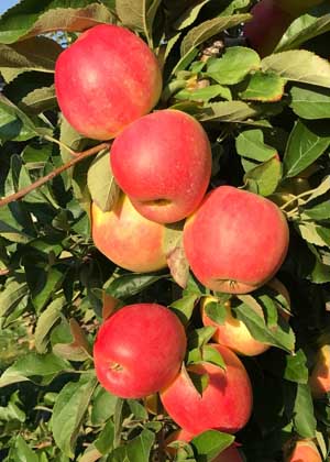 Red Delicious Apple – Pink Dot