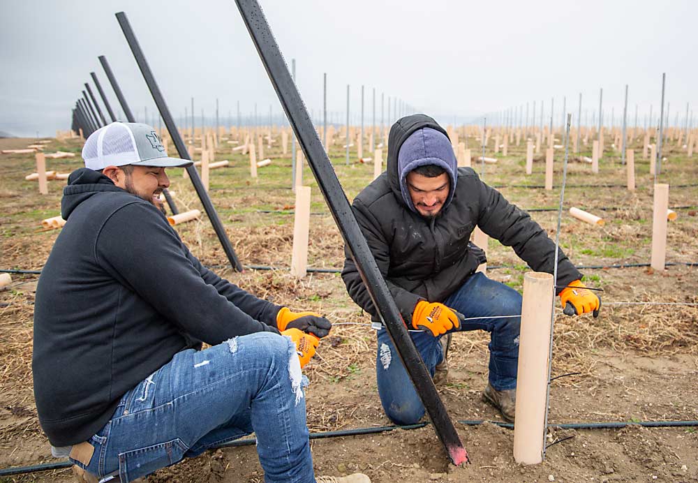Ernesto Brijil, left, and Abel Castellanos hang a trellis wire in a new planting of Pinot Noir in Golden West Vineyards in April. (Ross Courtney/Good Fruit Grower)