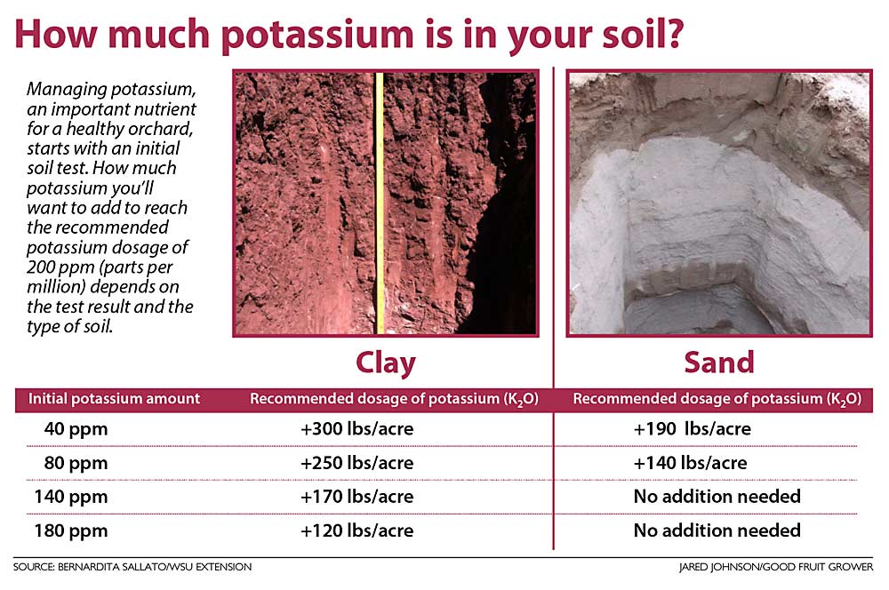 Managing potassium, an important nutrient for a healthy orchard, starts with an initial soil test. How much potassium you’ll want to add to reach the recommended potassium dosage of 200 ppm (parts per million) depends on the test result and the type of soil. (Source: Bernardita Sallato/WSU Extension, Graphic: Jared Johnson/Good Fruit Grower)