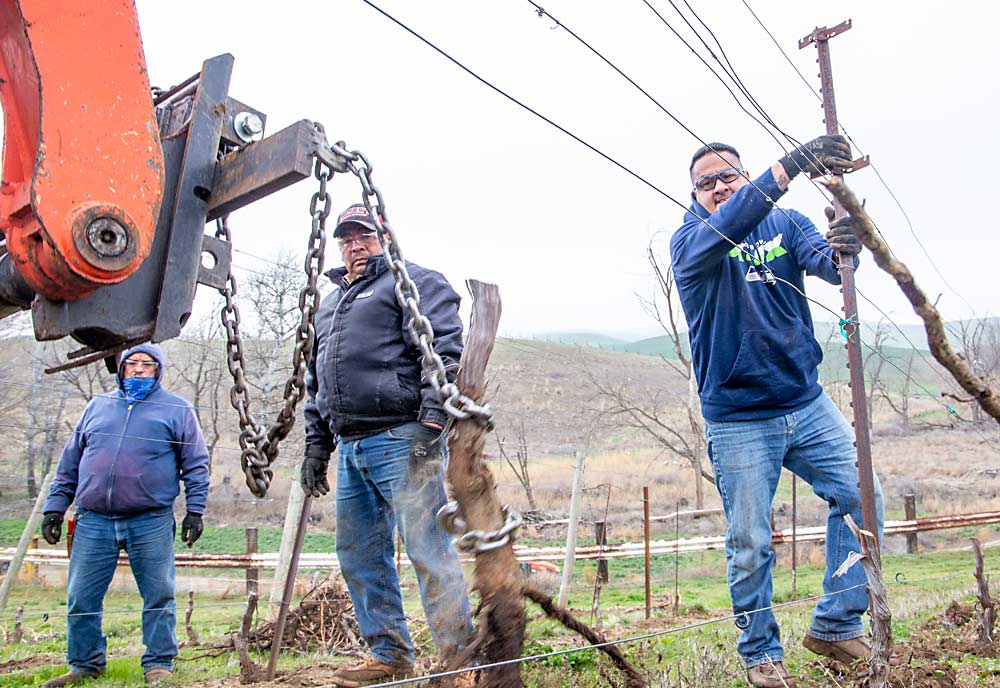 From left, Arturo Serrano, Misael Vega and Fernando Arreola remove Cabernet Blanc vines, a time-sensitive chore that could cause workers to accumulate hours and bump up against Washington’s 55-hour overtime threshold, in March at Precept Wine’s estate vineyards in Walla Walla. (Ross Courtney/Good Fruit Grower)