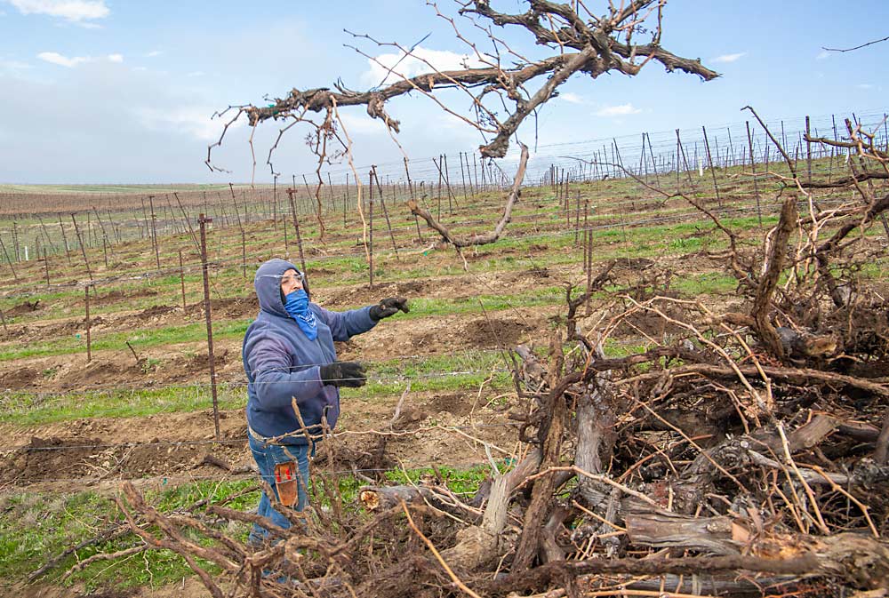 Serrano, another foreman, tosses pulled roots onto a trailer headed to the burn pile. (Ross Courtney/Good Fruit Grower)