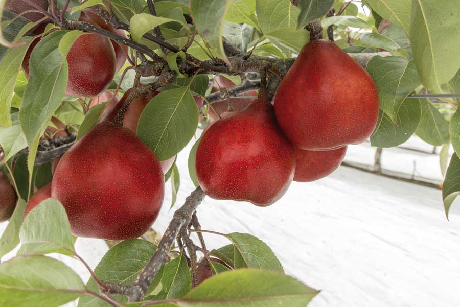 PiqaBoo is a new pear that combines attributes of European and Asian pears (Prevar Limited)