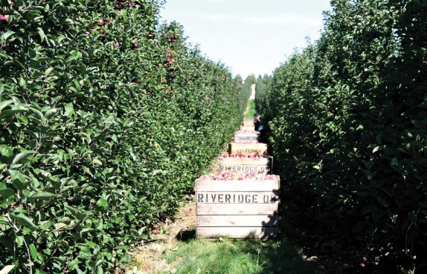 (Richard Lehnert/Good Fruit Grower file photo)