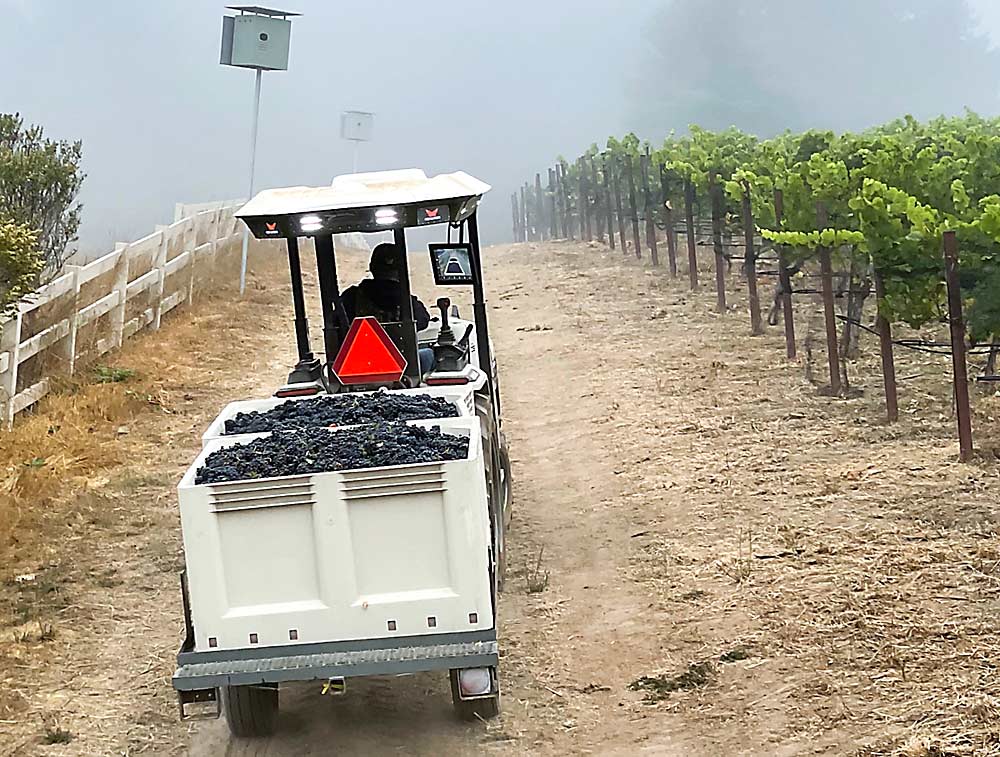 A driver-optional Monarch tractor hauls Pinot Noir grapes in September 2021 in Sebastopol, California, where laws require operators to be on board automated farm implements. It could be used remotely in Washington. (Courtesy Monarch Tractors)