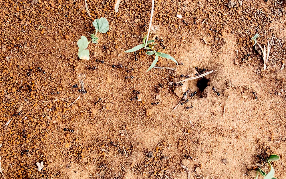 The vineyard’s red soil, called terra rossa, is a sandy loam, which lies atop a limestone base. Undersoil irrigation is accomplished via an extensive piping system that connects to a local reservoir. (Courtesy Santa Tresa vineyard)