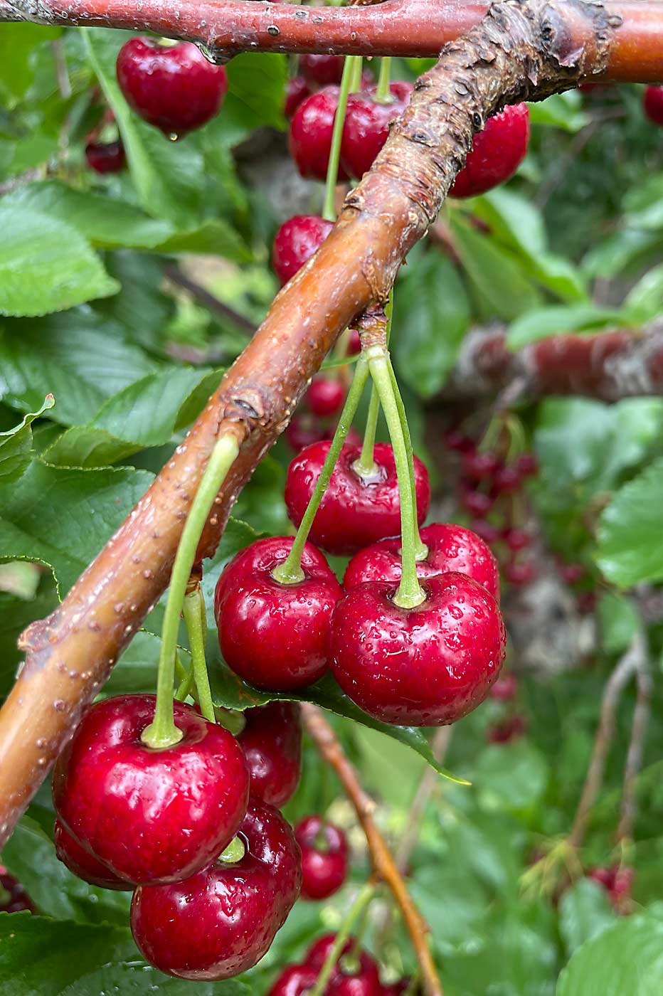 Closer to harvest, cherries are susceptible to rain events, absorbing water that can cause them to split. (Courtesy Jennifer Wiggs)