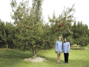 Gari Lynn Craver (left) and Rosa Ramirez stand by the original Rosa Lynn tree that was named for them. The tree was discovered in the Stein-Manzana orchard and later transplanted into the Ramirez’s yard. (Courtesy of Sage Fruit)