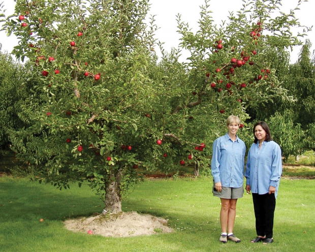 Gari Lynn Craver (left) and Rosa Ramirez stand by the original Rosa Lynn tree that was named for them. The tree was discovered in the Stein-Manzana orchard and later transplanted into the Ramirez’s yard. (Courtesy Sage Fruit)