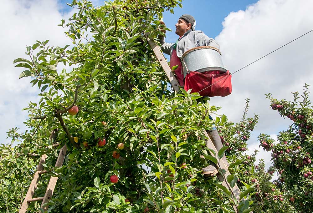This 17- by 6-foot orchard block was state-of-the-art when it was planted in 1988 at Rasch Family Orchards in Grand Rapids, Michigan, but the trees will be pulled out next year and replaced with 12-by-3 rows, most likely Honeycrisp and Ambrosia. (Matt Milkovich/Good Fruit Grower)