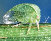 The three-cornered alfalfa treehopper (Spissistilus festinus) has been confirmed as a vector for red blotch disease, but researchers say there may be others. (Courtesy of Clemson University, USDA)