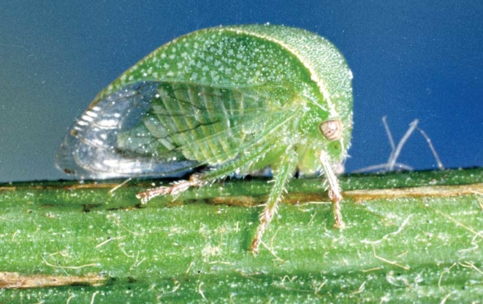 The three-cornered alfalfa treehopper (Spissistilus festinus) has been confirmed as a vector for red blotch disease, but researchers say there may be others. (Courtesy of Clemson University, USDA)