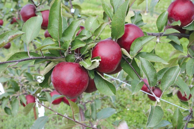 The Otterson cultivar has good size and yield, some resistance to diseases, and most importantly, deep red skin and flesh. (Courtesy Steve Van Nocker) 