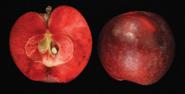 The Otterson cultivar has good size and yield, some resistance to diseases, and most importantly, deep red skin and flesh.(Courtesy Steve Van Nocker) 