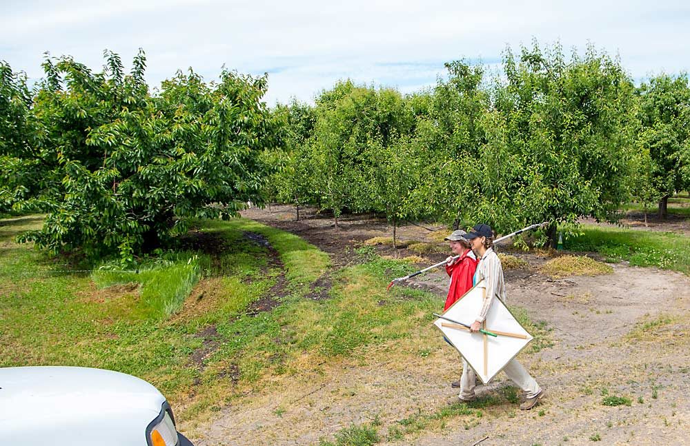 Oregon State University entomologist Dalila Rendon, front, and research technician Gabriela Boyer search for arthropods in a pear orchard, on the right, and neighboring cherry orchard in May 2018 in Odell, Oregon. During her time at OSU, Rendon found some evidence that efforts to control spotted wing drosophila in cherry orchards may disrupt IPM in neighboring pear orchards. (Ross Courtney/Good Fruit Grower)