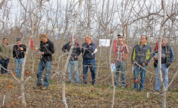 Geneva 210, a more vigorous rootstock than Malling 9 or G.41, yielded just as well in untreated ground as in fumigated ground in a replant trial in Wapato, Washington. (Geraldine Warner/Good Fruit Grower)