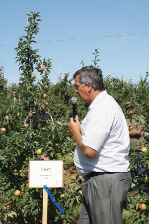 Terence Robinson looks over a Honeycrisp tree planted on a G. 202TC rootstock in Joe Rasch's orchard. The TC indicates the root came from tissue culture. This tree is 149 percent of the size of the standard M.9 337, as determined by trunk diameter.  Photo by Richard Lehnert.