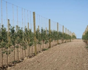 Shown a few months after it was planted in the spring of 2013, this high-density tall spindle orchard near Grand Rapids, Michigan, uses a drip-irrigation system. Richard Lehnert/Good Fruit Grower