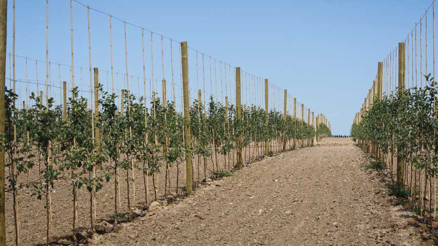 Shown a few months after it was planted in the spring of 2013, this high-density tall spindle orchard near Grand Rapids, Michigan, uses a drip-irrigation system. Richard Lehnert/Good Fruit Grower
