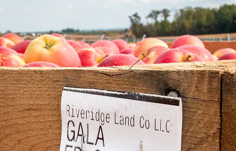 Riveridge was shipping Galas in early October. The company purchased the sales arm of Jack Brown Produce early in 2019, to expand its sales footprint. (Matt Milkovich/Good Fruit Grower)