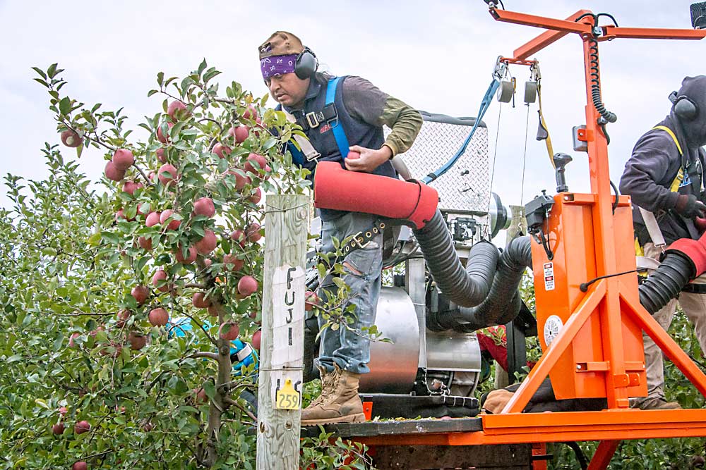 A picker on the Bandit Cyclone picks Fujis from a Riveridge Produce Marketing orchard in Sparta, Michigan, in October 2019. He places the apples into a tube that sucks them into a decelerator system and gently deposits them into a bin. The inlet into which pickers place the apples used to look more like a bucket, but it was lengthened into more of a trough shape. (Matt Milkovich/Good Fruit Grower)