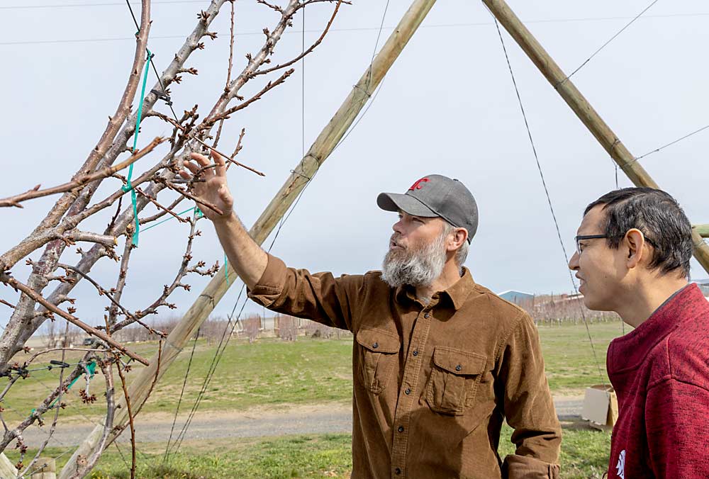 WSU horticulture professor Matt Whiting talks about the pruning rules in the UFO system he designed to simplify tree structure and pruning, with his collaborator Manoj Karkee, a professor of agricultural engineering at WSU. (Kate Prengaman/Good Fruit Grower)