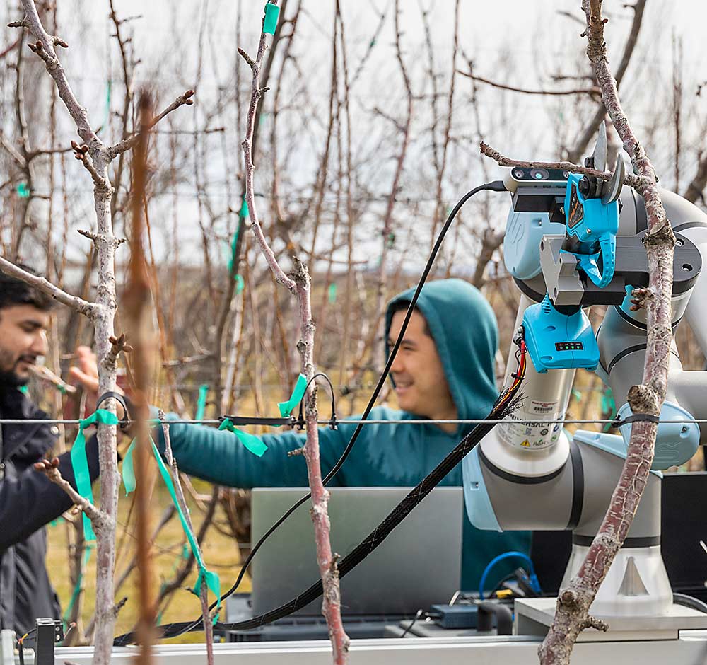 vold nød strategi Pruning robot makes the first cut - Good Fruit Grower