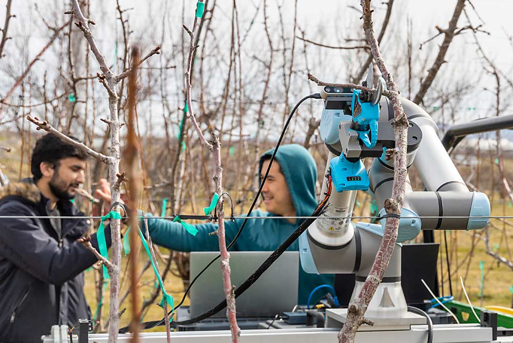 Dawood Ahmed, left, a doctoral student at Washington State University, and Alex You, a doctoral student at Oregon State University, celebrate a successful in-orchard pruning cut by the robot they are developing. The first orchard trial for the technology took place in March in a cherry block at WSU’s Roza research orchard. (Kate Prengaman/Good Fruit Grower)
