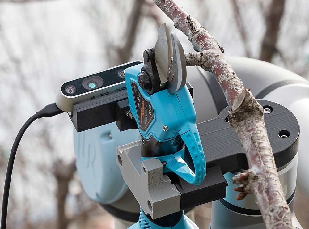 Cameras on the end of the robot’s arm scan up and down each upright, looking for shoots that meet the pruning criteria; when it finds one, it slowly advances to get the branch into the shears, and then it cuts. The UFO training system, with its repeatable structure and simple pruning rules, is the ideal first place to teach a robot how to prune fruit trees, said WSU horticulture professor Matt Whiting. (Kate Prengaman/Good Fruit Grower)