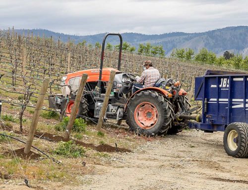 Sustainable steps for Washington vineyards