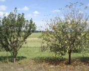 The tart cherry breeding selection, left, exhibiting the sweet cherry derived tolerance to cherry leaf spot, right, at Michigan State University's Botany Farm, East Lansing, Michigan pm July 24, 2015. This orchard was not sprayed for cherry leaf spot in 2015. (Courtesy Kristen Andersen)