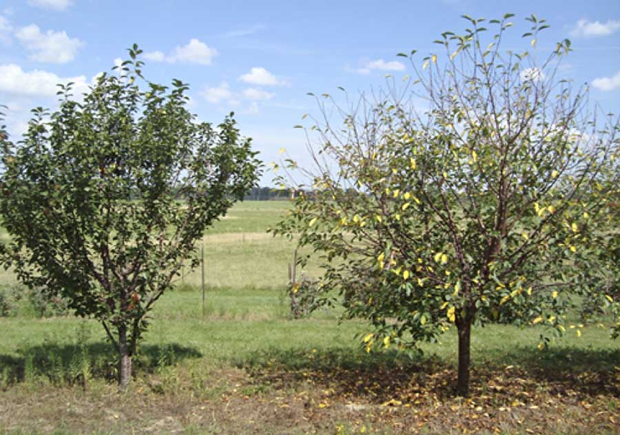 The tart cherry breeding selection, left, exhibiting the sweet cherry derived tolerance to cherry leaf spot, right, at Michigan State University's Botany Farm, East Lansing, Michigan pm July 24, 2015. This orchard was not sprayed for cherry leaf spot in 2015. (Courtesy Kristen Andersen)