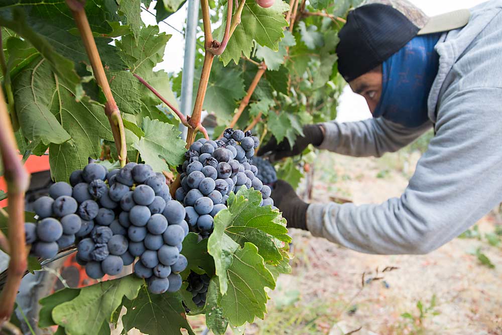 Adrian Chavez harvests Tempranillo wine grapes in September at Stone Ridge Vineyards in the Royal Slope American Viticultural Area near Royal City, Washington. Royal Slope is one of two new AVAs to receive federal designation in September. (Ross Courtney/Good Fruit Grower)