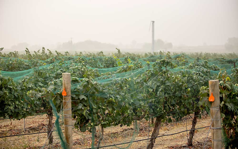 Smoky haze hovers over a vineyard near Royal City, Washington, in mid-September. (Ross Courtney/Good Fruit Grower)