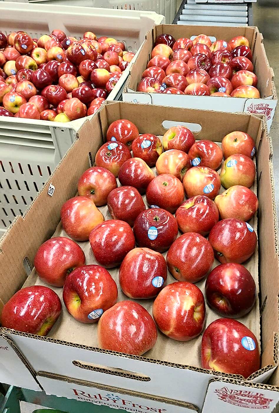 RubyFrost (NY 2) apples packed at Crist Bros. Orchards. RubyFrost and SnapDragon can still only be grown commercially by New York growers, but loosening that restriction is under consideration, according to Crunch Time Apple Growers director Jessica Wells.(Courtesy Crunch Time Apple Growers)