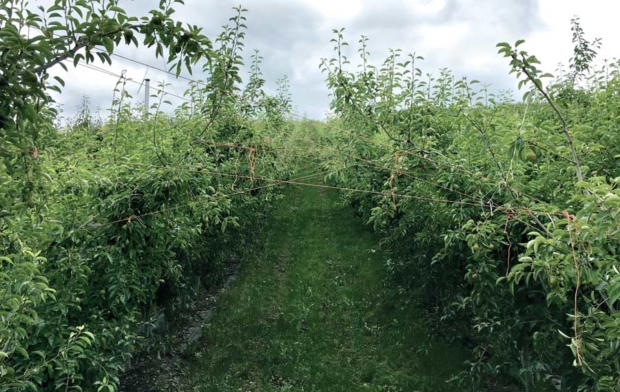 Prey uses only twine to stretch his pear canopies into an archway to maximize sun exposure. He gave up on trellises a few years ago, reasoning that pear trees have strong enough roots to stand on their own. (Ross Courtney/Good Fruit Grower)