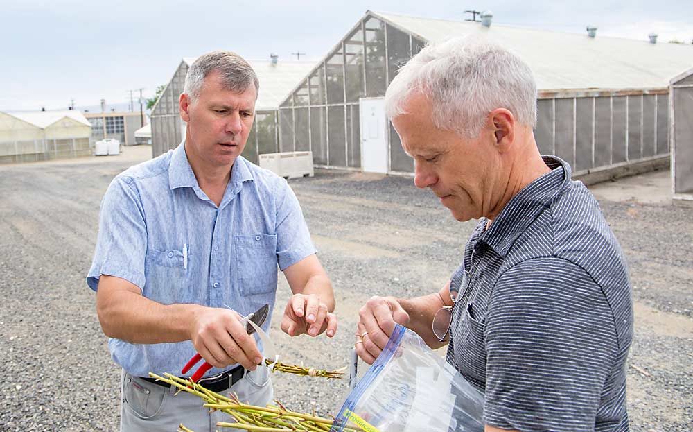 Victor Eremin, left, collects graft wood in August from the repositories at Washington State University Irrigated Agriculture Research and Extension Center in Prosser. Helping is Mark Holtzinger of Varieties International, which licenses Eremin’s rootstocks. (Ross Courtney/Good Fruit Grower)