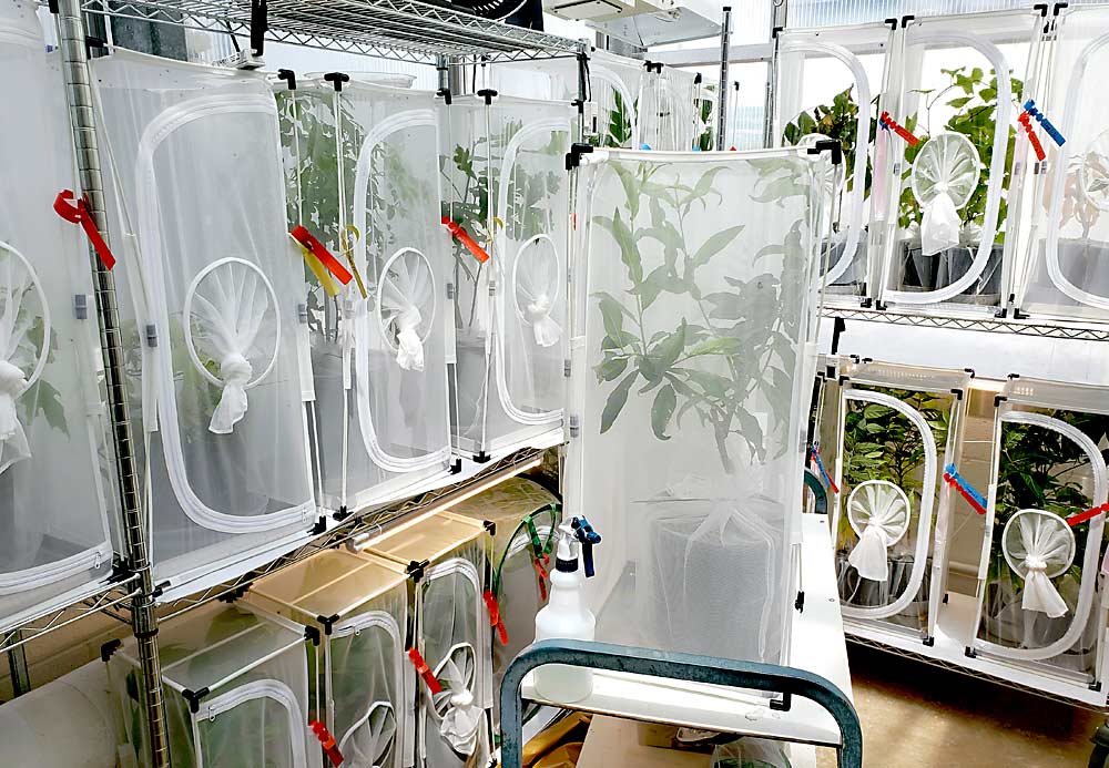 حشره شناس USDA ، تریسی لسکی و همکارانش کلنی های خال خال را در یک گلخانه قرنطینه در مریلند برای تحقیق جمع آوری می کنند.  هر کلنی در یک قفس حشرات پاپ آپ با یک درخت گلدان بهشت ​​به عنوان منبع غذایی محصور شده بود.  این روش منجر به پیشرفت موفقیت آمیز در مرحله بزرگسالان SLF و همچنین تخمگذاری شده است.  (با مجوز از تریسی لسکی / USDA-ARS)