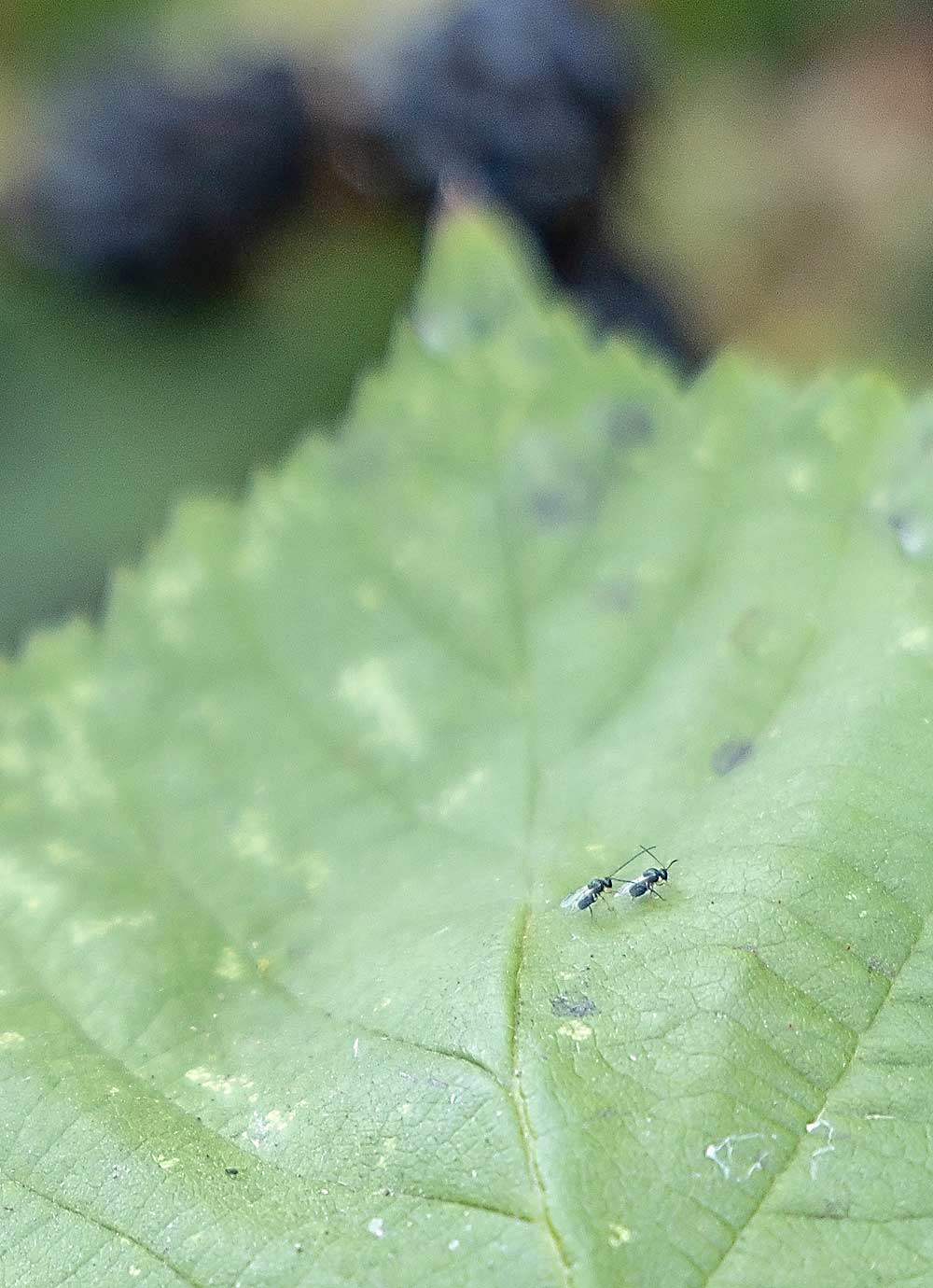 Spotted wing drosophila are small, but the wasps that parasitize their larvae are even smaller. Two freshly released Ganaspis wasps sit on a Himalayan blackberry leaf along the border of a blueberry farm. (Kate Prengaman/Good Fruit Grower)