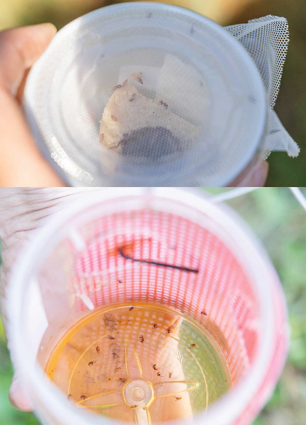 It takes two types of traps to monitor for SWD parasitism: the “sentinel traps,” above, which are small white cups containing SWD adults, larvae and pupae, along with blueberries, that the researchers leave in the field for a week and then check for signs of parasitism; and the larger “death traps,” right, which are peanut butter jars filled with a mix of wine and apple cider vinegar that help to track SWD pressure at each location. (Kate Prengaman/Good Fruit Grower)