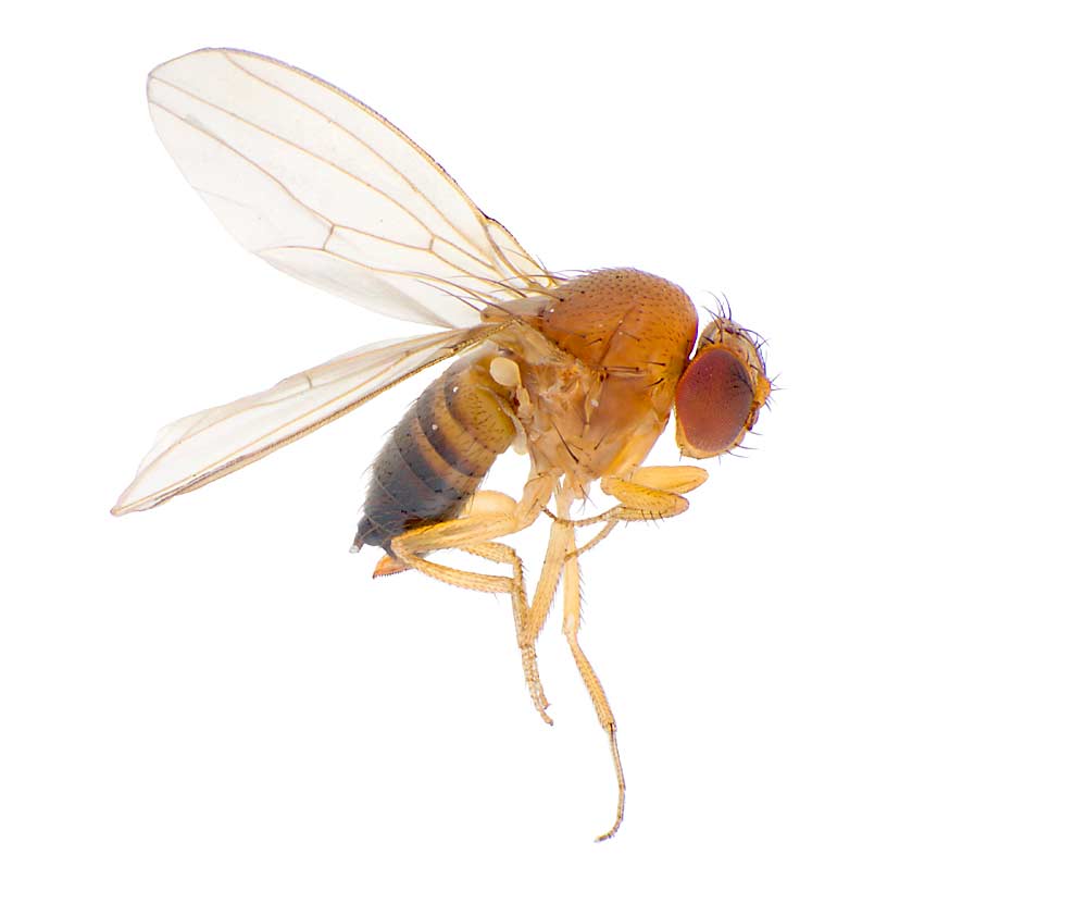 Spotted wing drosophila, such as the female seen here, is never dormant in Georgia, but does slow down in the hottest, driest periods. As in other states, Georgia blueberry growers mainly use chemical controls to combat the pest. (Courtesy Ashfaq Sial/University of Georgia)