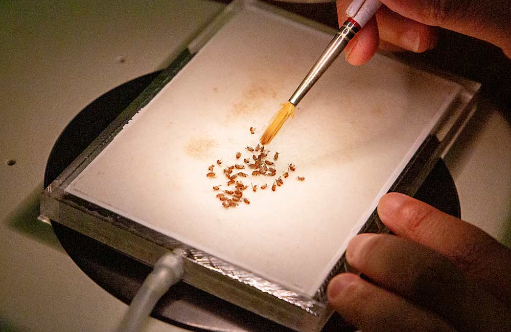 Entomology researcher Joanna Chiu picks out females from a sample of spotted wing drosophila in August at the University of California, Davis as part of trials to find genetic markers for the pest’s resistance to insecticides. (Ross Courtney/Good Fruit Grower)