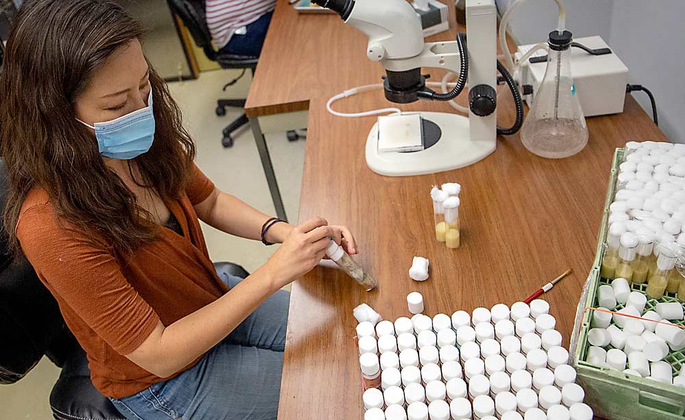 Chiu transfers live flies from one medium to another, a process she calls “flipping,” to propagate lines to keep the experiments going. (Ross Courtney/Good Fruit Grower)